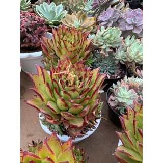 Sen đá đế size to hơn 20 cm