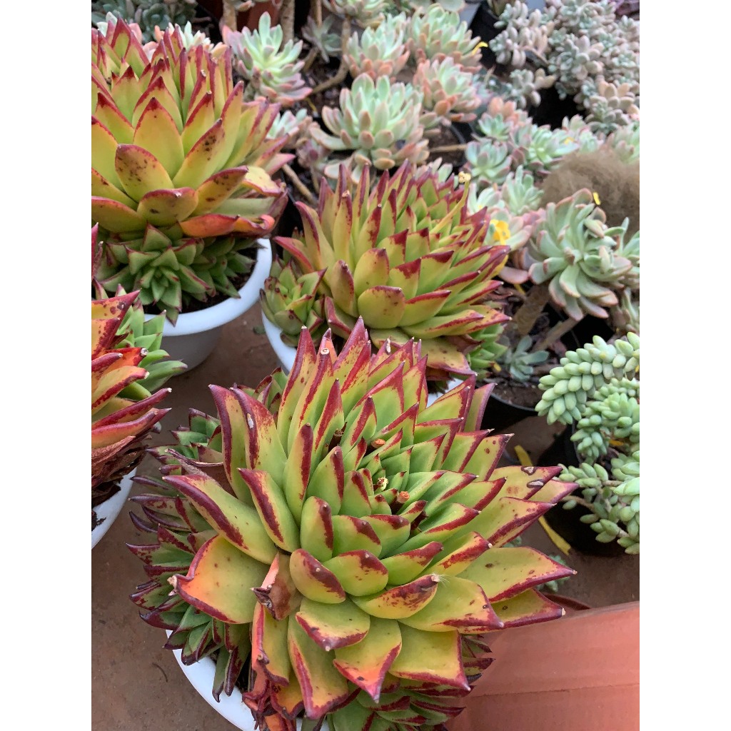 Sen đá đế size to hơn 20 cm