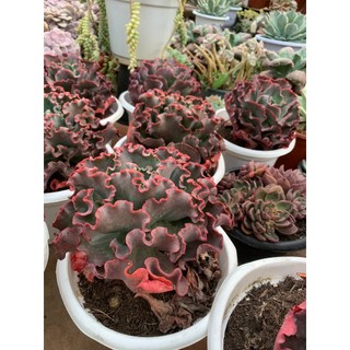 Sen đá cải size hơn 20 cm