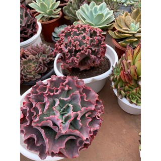 Sen đá cải size hơn 20 cm