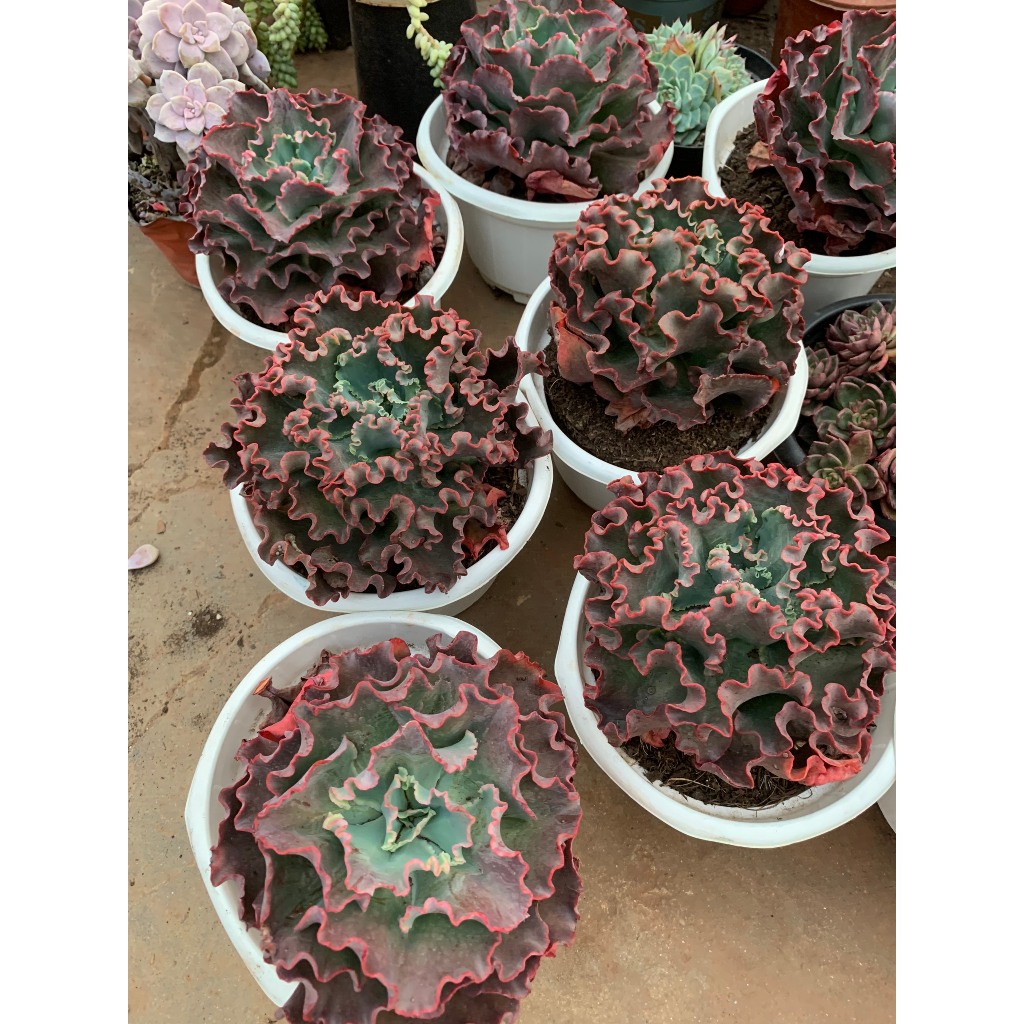 Sen đá cải size hơn 20 cm