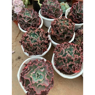 Sen đá cải size hơn 20 cm