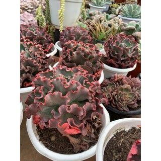 Sen đá cải size hơn 20 cm