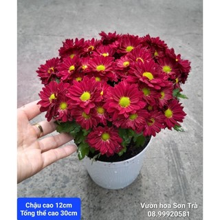 (VHST giao TP.HCM trong ngày) CÂY CÚC PICO đang hoa.