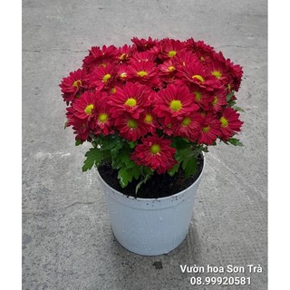 (VHST giao TP.HCM trong ngày) CÂY CÚC PICO đang hoa.
