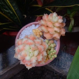 Sen đá đất sét "há cảo"