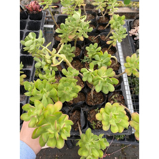 Cây sen đá crassula thạch bích viền đỏ_🌱hàng sẵn