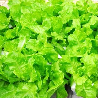 Hạt giống xà lách 10g trang nông 591