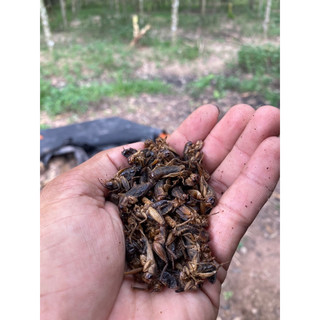 dế sấy 500g