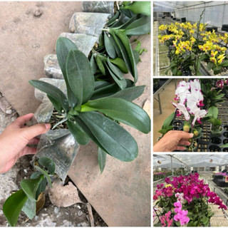 Combo 10 cây hoa Lan Hồ Điệp cây Chưa Ngồng mix màu cây gui như hình 2