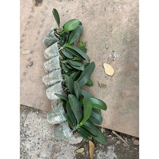 Combo 3 CÂY HOA LAN HỒ ĐIỆP ( cây gui như hình)
