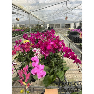 Combo 3 CÂY HOA LAN HỒ ĐIỆP ( cây gui như hình)
