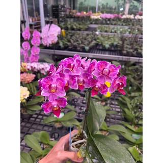 Combo 3 CÂY HOA LAN HỒ ĐIỆP ( cây gui như hình)