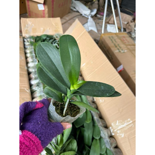 Combo 3 Cây Hoa Lan Hồ Điệp Chưa Ngồng mix màu cây gui như ảnh 1