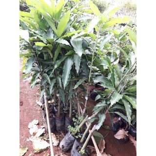 Cây giống xoài bưởi [ cây ghép cao hơn 1m sau 18 tháng thu hoạch