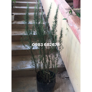Cây hương thảo sz to (1m)