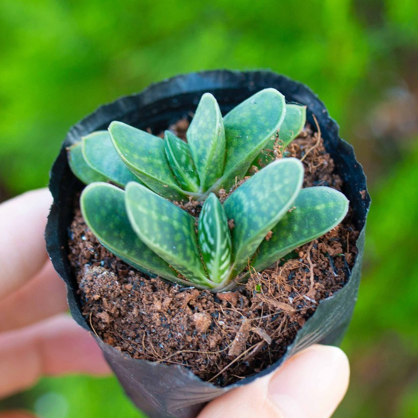 Sen đá mỏ vịt 5-7cm - Vườn sen đá