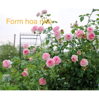 Hồng leo Mon Couer form hoa hơi nhỏ (chỉ hỗ trợ ship Miền Nam, do cây không ship xa được)