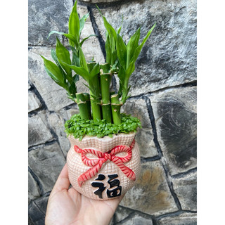 Chậu phát tài
