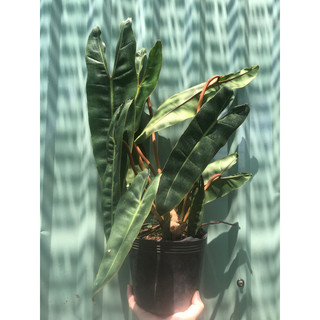 Philodendron Billietiae