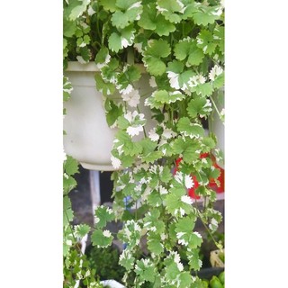 rau má cẩm thạch ( giống mới)