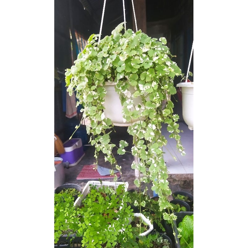 rau má cẩm thạch ( giống mới)