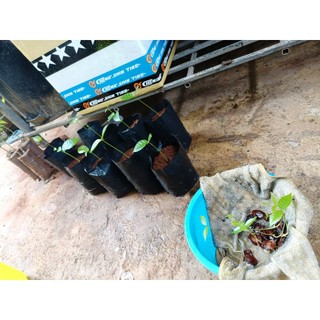 500 gram hạt giống xà cừ
