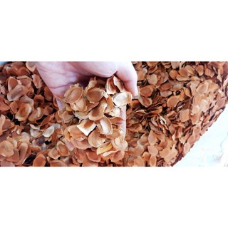 1kg hạt giống cây xà cừ