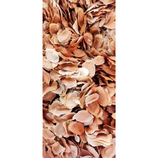500 gram hạt giống xà cừ