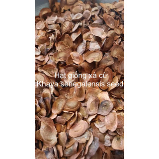 500 gram hạt giống xà cừ