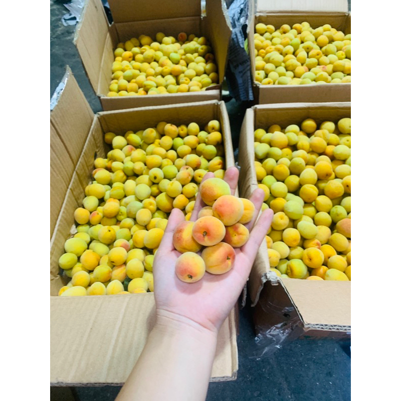 quả mơ tươi Mộc Châu 1kg[hoả tốc HCM]