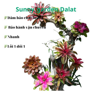 Chậu cứng Dứa Nam Mỹ - Agave americana tuyệt đẹp