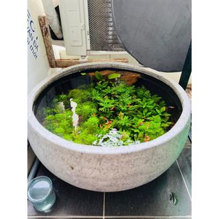 Thủy sinh thái 100k