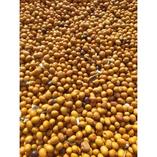 hạt đậu rồng già.