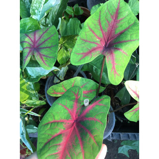 Cây môn kiểng caladium