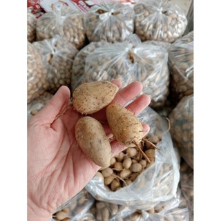 Củ lùn loại trung dễ bốc vỏ 2kg