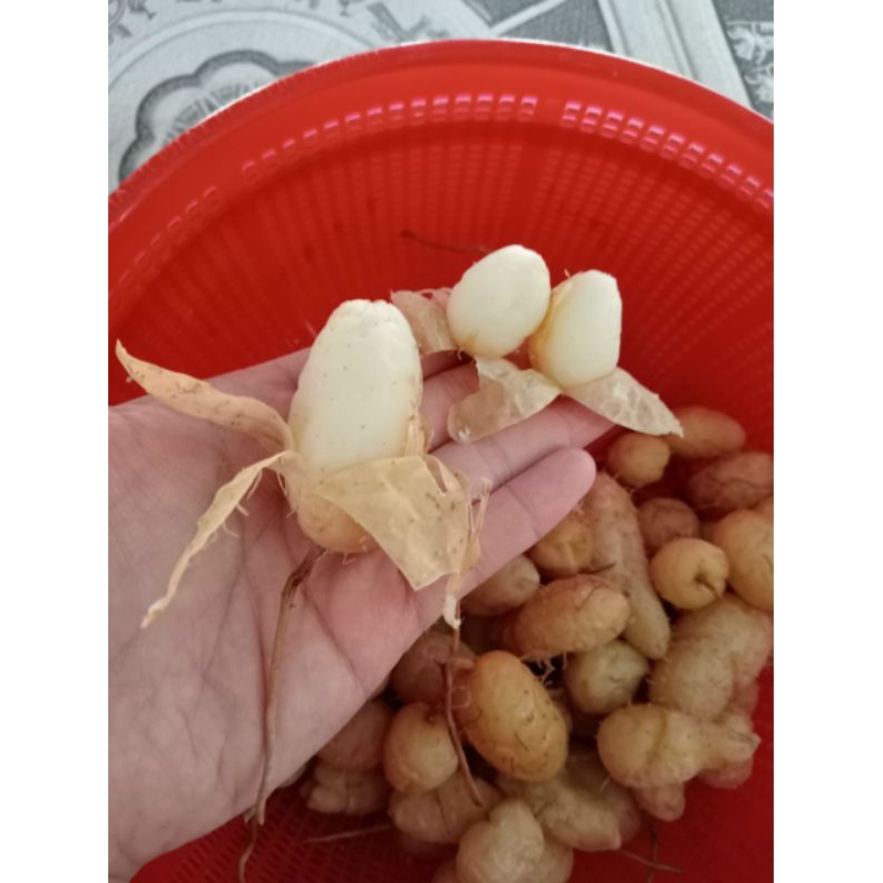 Củ lùn loại trung dễ bốc vỏ 2kg