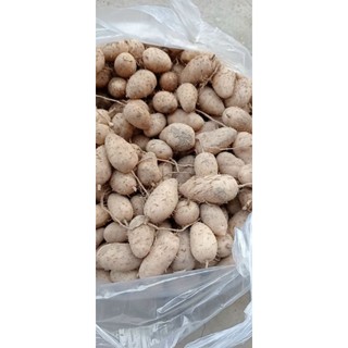 Củ lùn loại trung dễ bốc vỏ 2kg