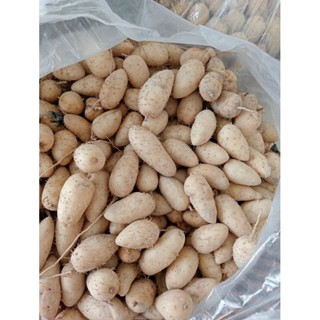 Củ lùn loại trung dễ bốc vỏ 2kg