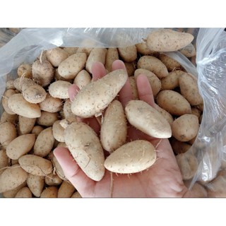 Củ lùn loại trung dễ bốc vỏ 2kg