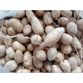 Củ lùn loại trung dễ bốc vỏ 2kg