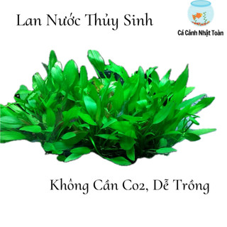 BỤI LAN NƯỚC CÂY THỦY SINH HỒ CÁ