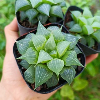 Sale++ Sen Đá Haworthia Mirabilis Badia Var chậu 7cm.