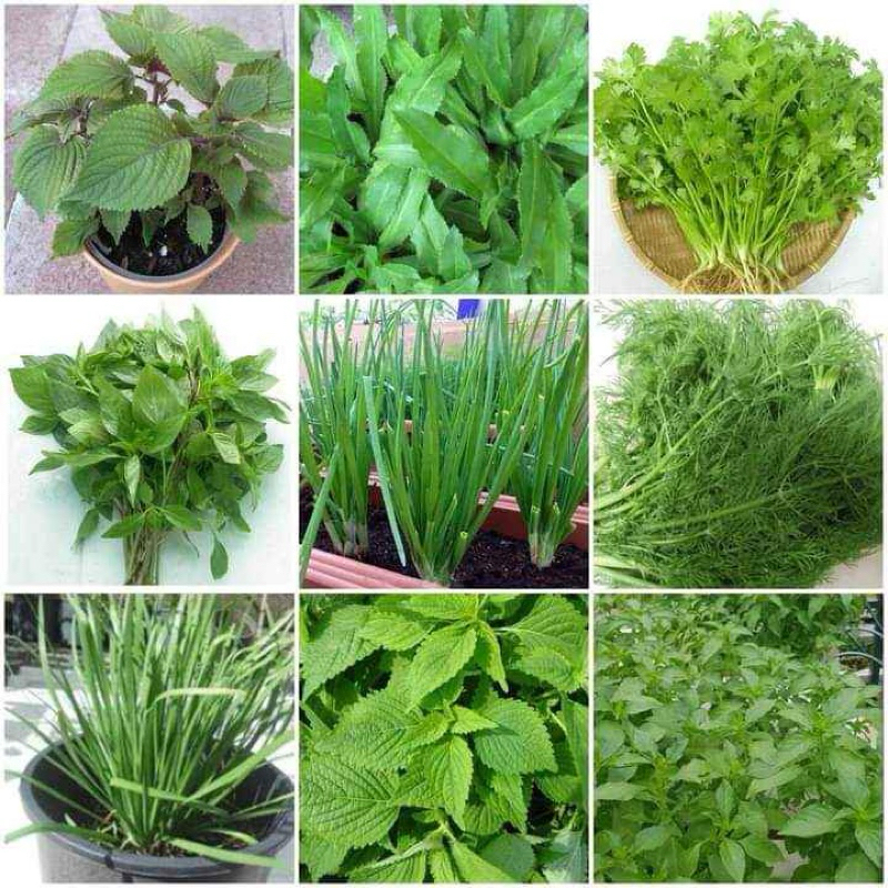  Combo 9Loại Hạt Giống Rau Gia Vị  Tía tô ngò gai ngò rí húng quế hành lá thì là hẹ kinh giới é trắng  