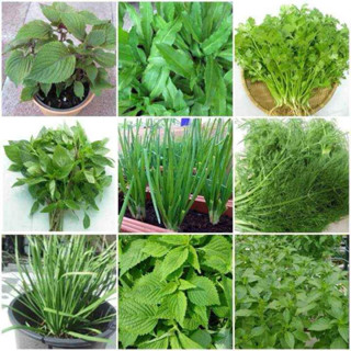  Combo 9Loại Hạt Giống Rau Gia Vị  Tía tô ngò gai ngò rí húng quế hành lá thì là hẹ kinh giới é trắng  