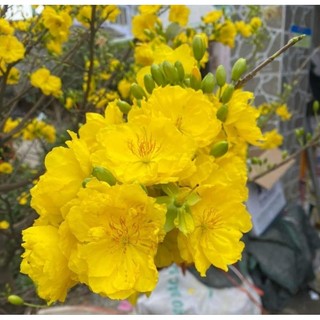 Mai siêu bông bình lợi