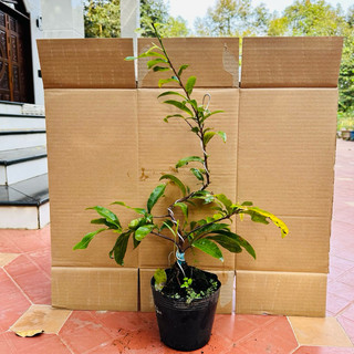 Cây mai giảo phú tân - chịu lạnh tốt, gốc ghép bonsai
