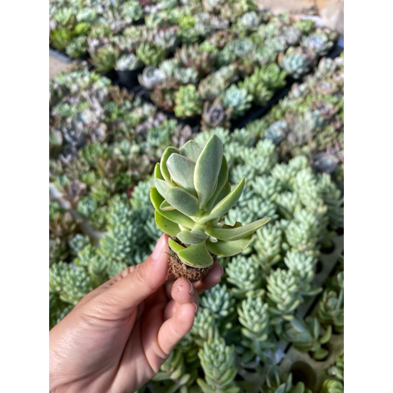 sen đá bướm mini var