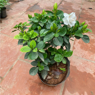 Cây bạch thiên hương - cây dành dành, cao 35cm hoa nở to toả hương,cây trang trí sân vườn