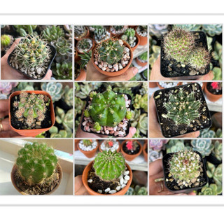 set 5 cây xương rồng ngẫu nhiên 3-4cm